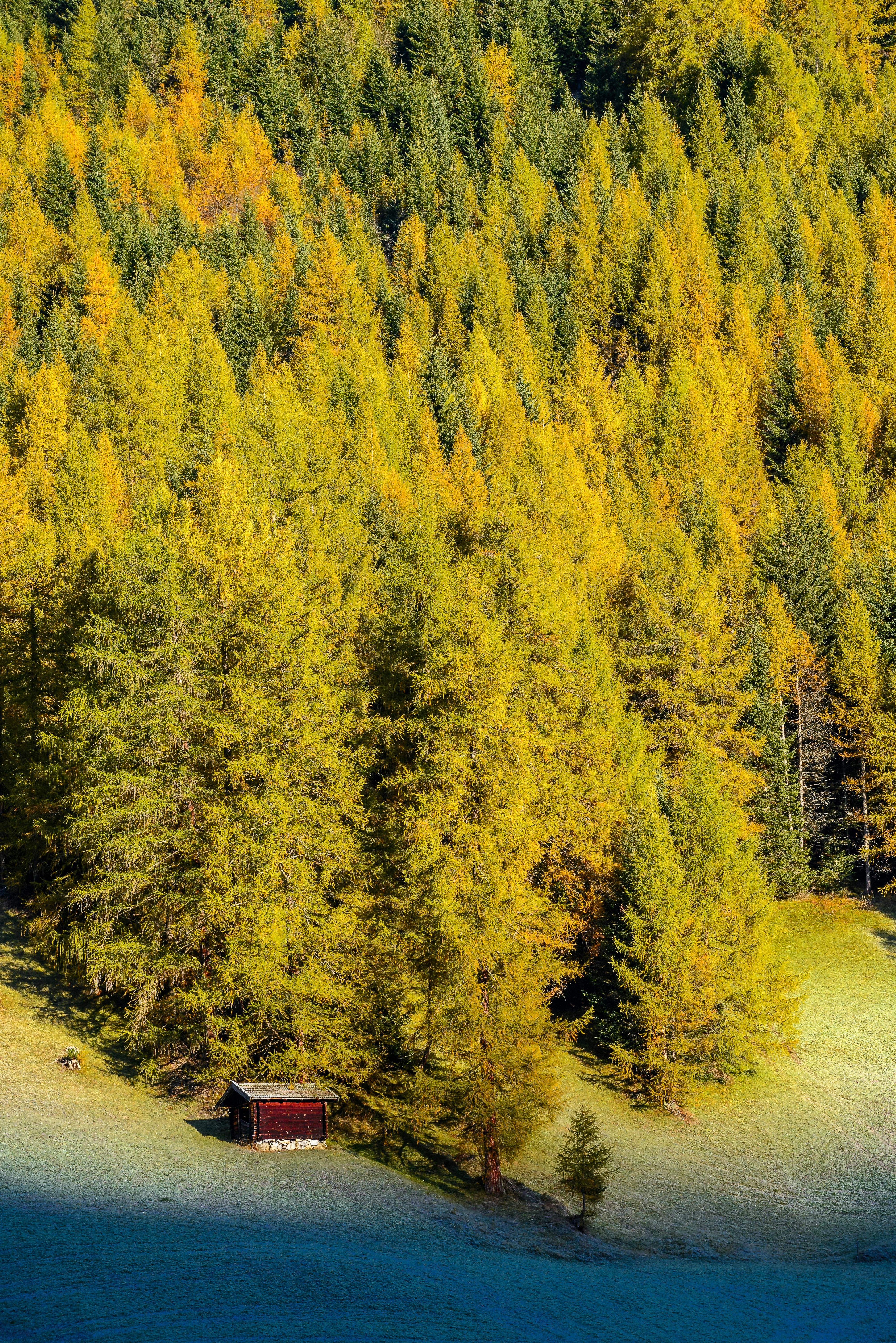 aerial photography of house beside tall trees