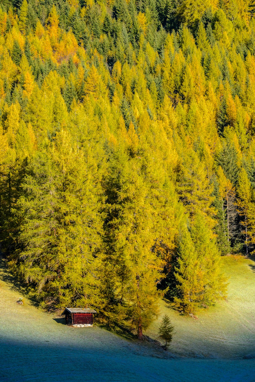 aerial photography of house beside tall trees