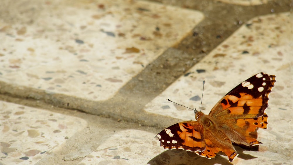 brown butterfly