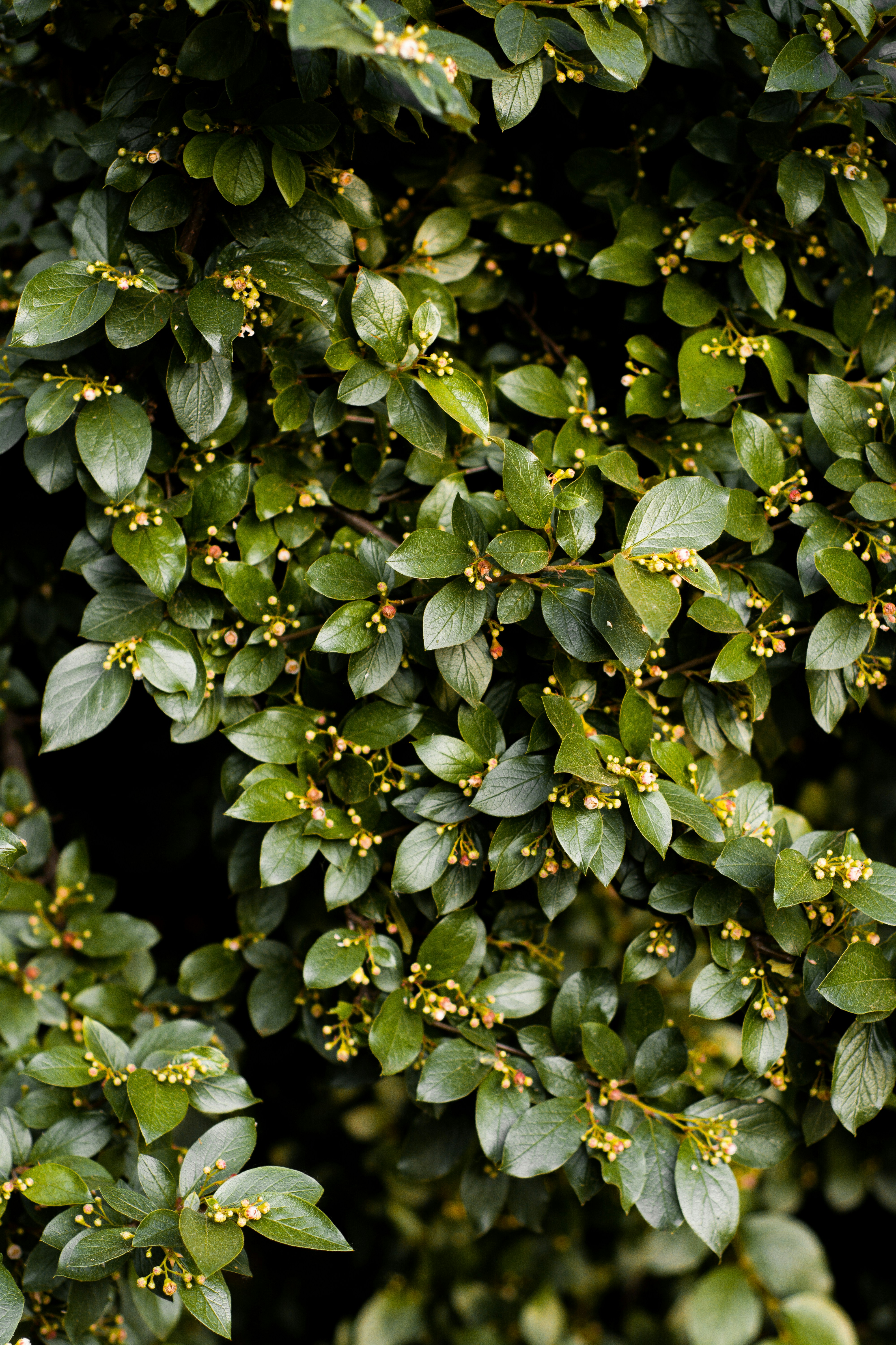Close-up of Dragon Well tea leaves
