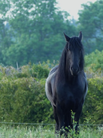 A sturdy horse standing proudly in a lush green field in Cévennes National Park.