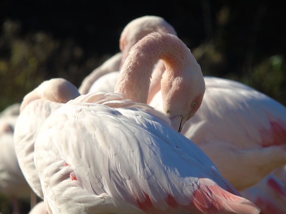 a group of pink flamingos