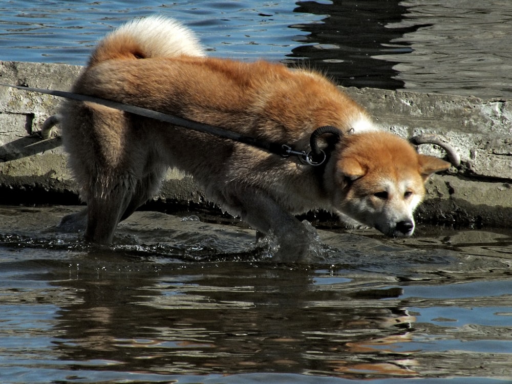 brown coated dog