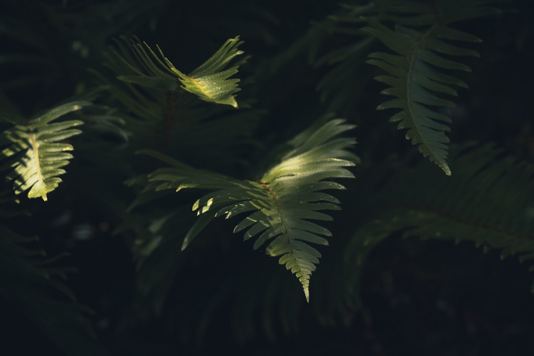 green ferns
