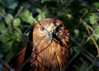 brown owl near fence