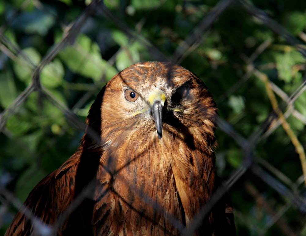 brown owl near fence