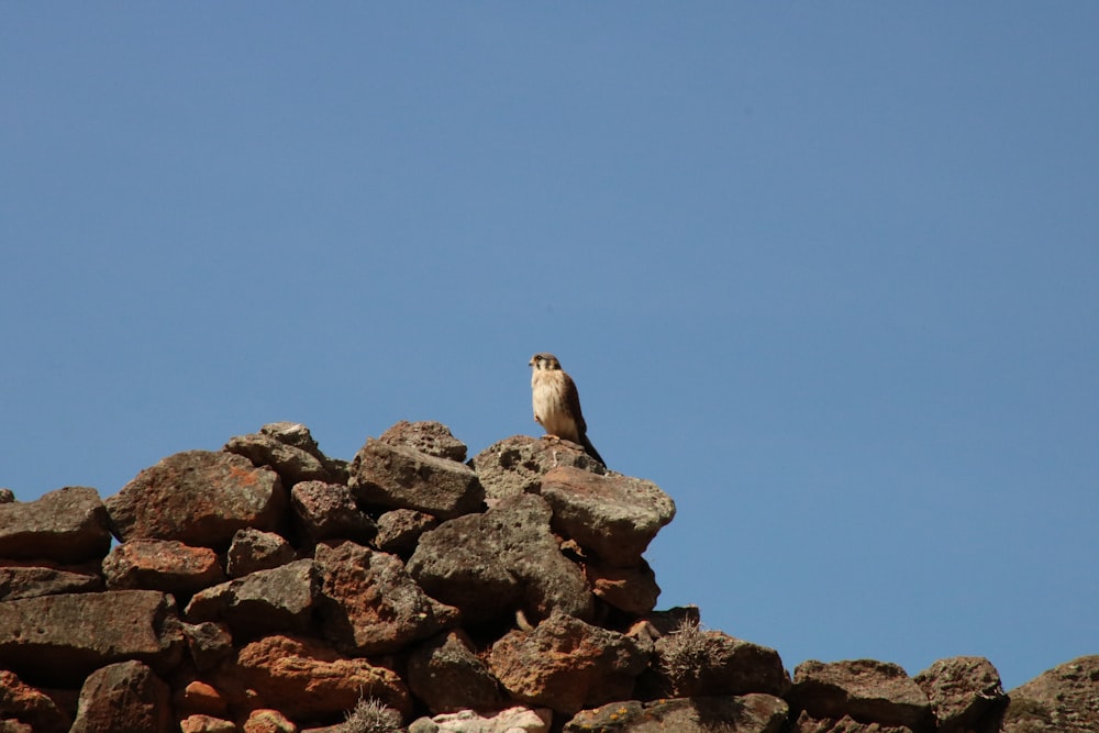 grey bird perching on grey rocks under blue sky