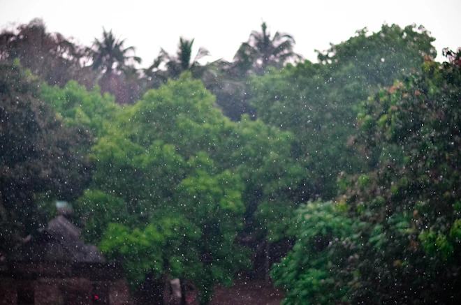 close view of green trees