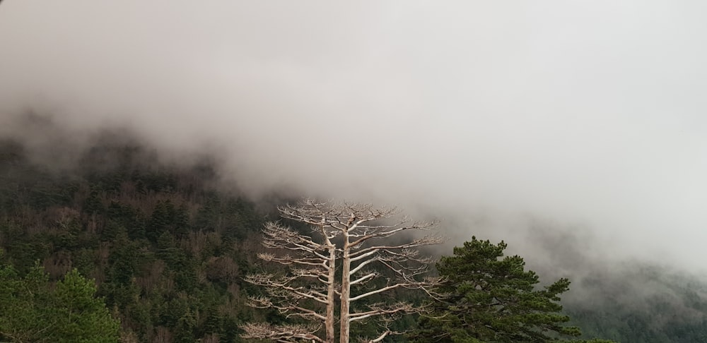 aerial photo of foggy mountain during daytime