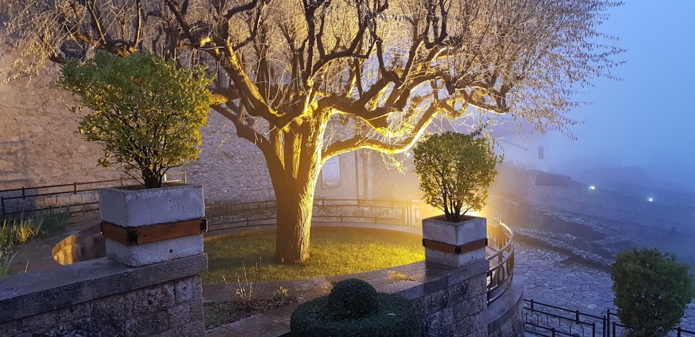 brown tree near wall