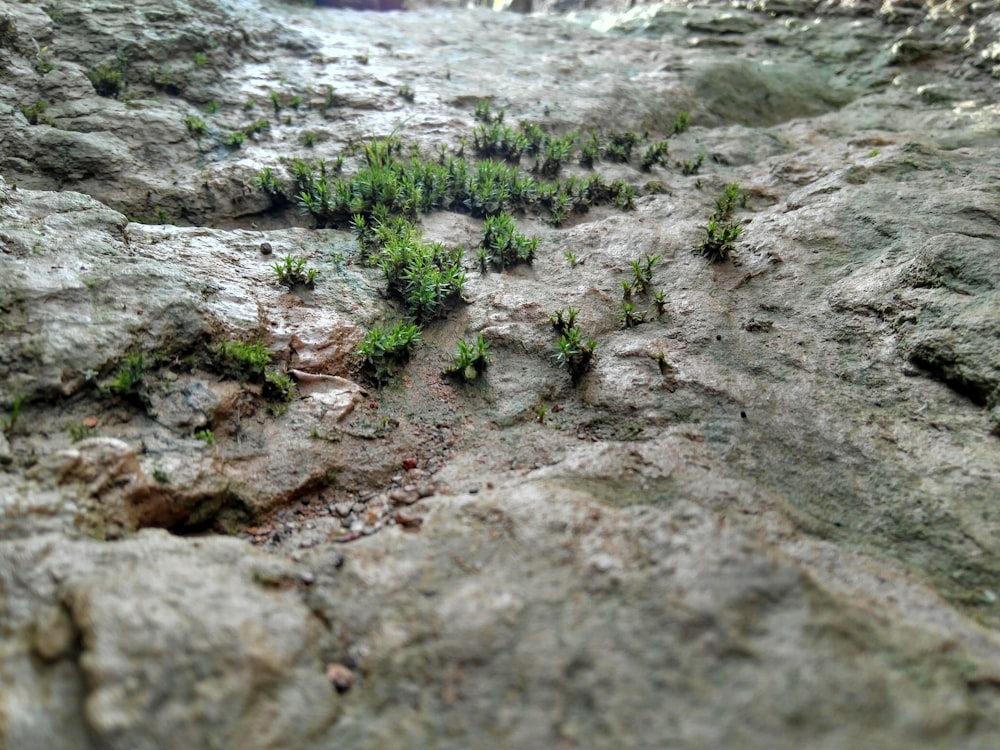 green grass on rocks