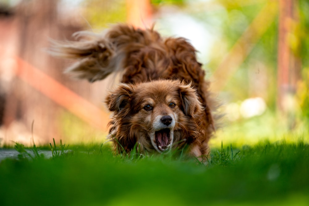 time lapse photography of running dog
