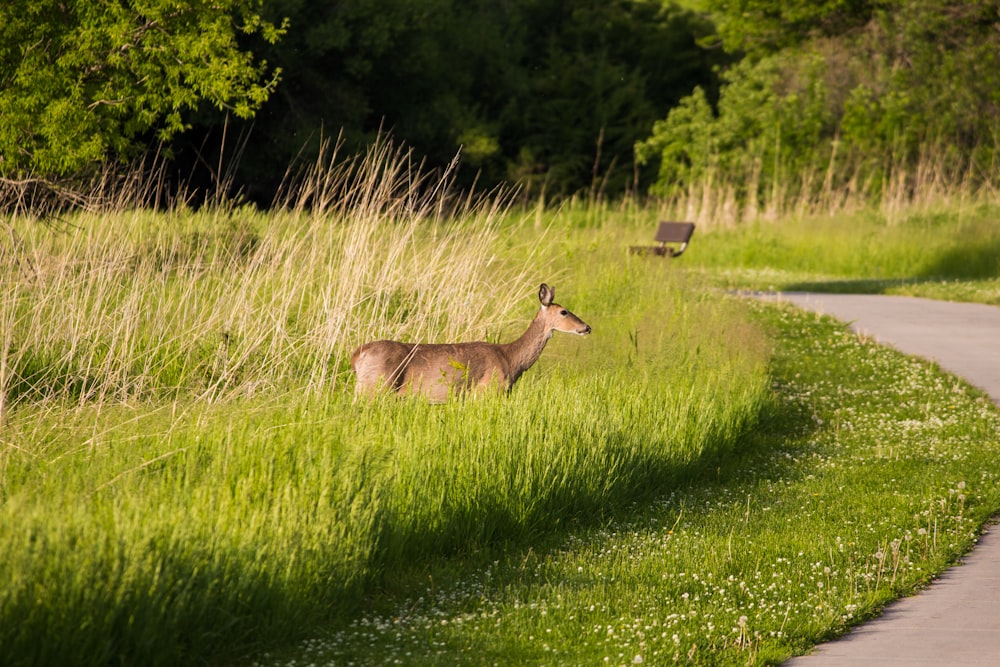 deer standing on grass field