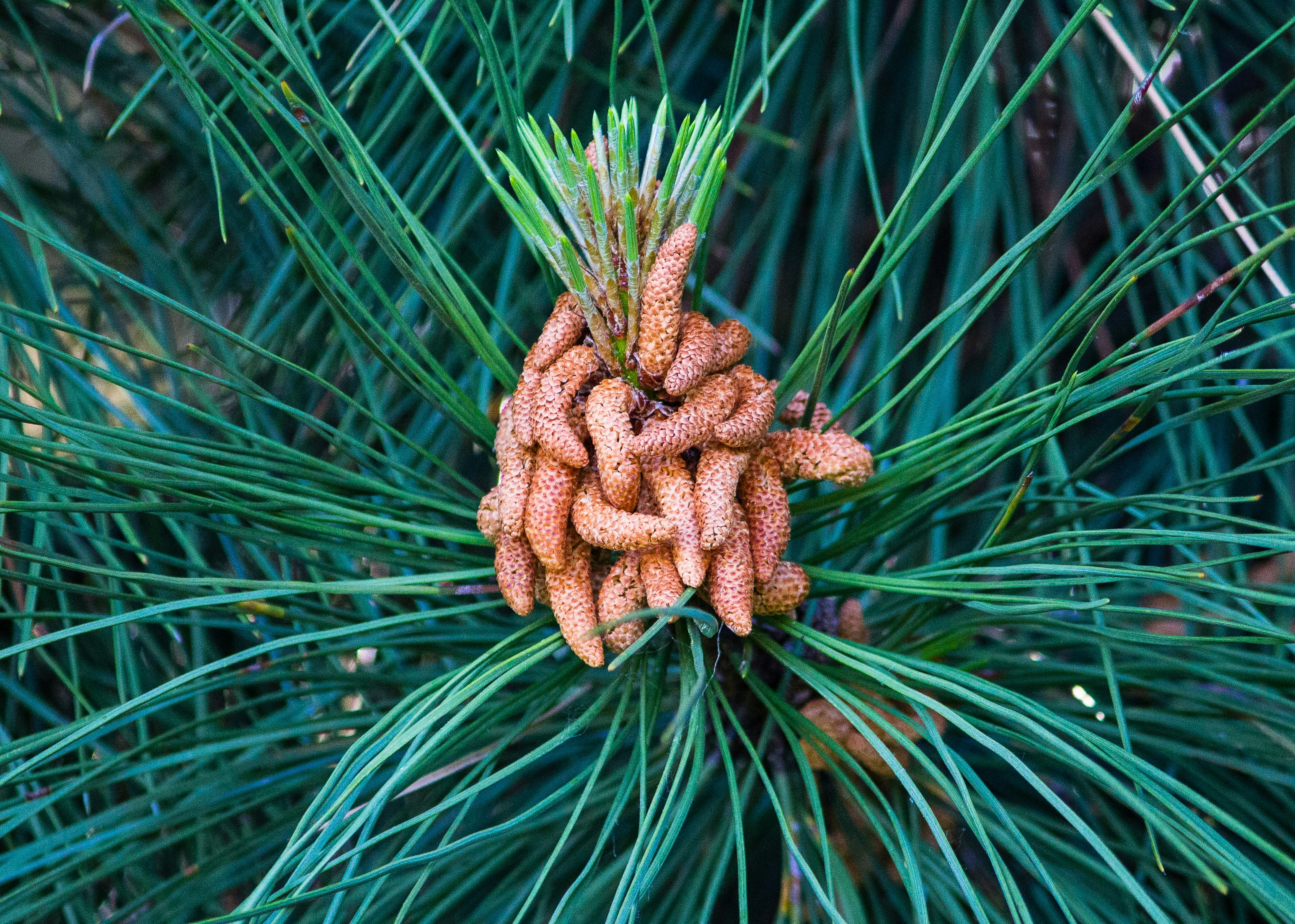 view of plant