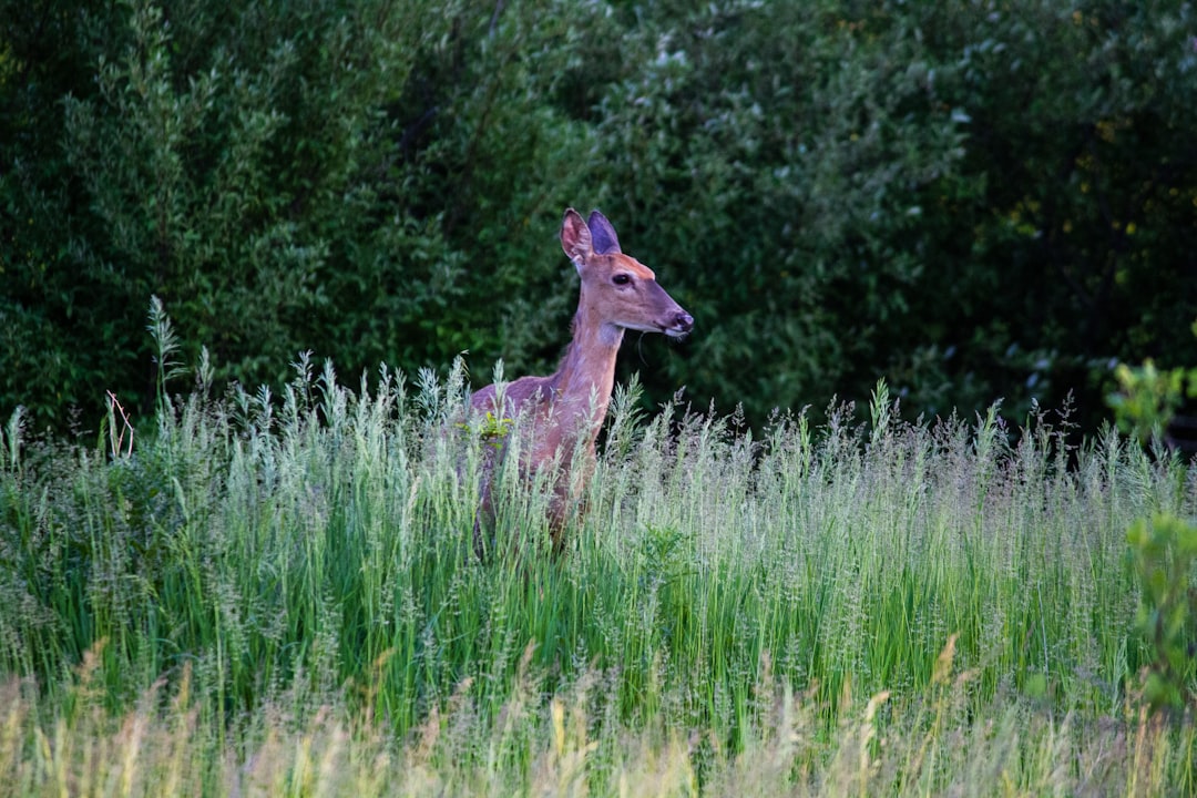 brown deer in green field near trees