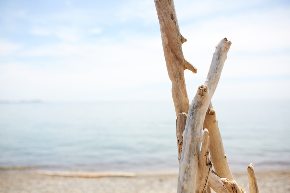 brown driftwood near body of water during daytime