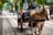A horse-drawn carriage moves down a cobblestone street lined with tram tracks. The driver sits comfortably on the carriage, guiding the horse. The background features green trees and people walking along the pathway.