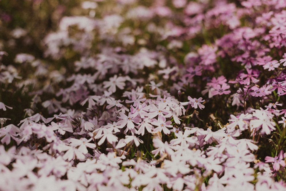 white petaled flower