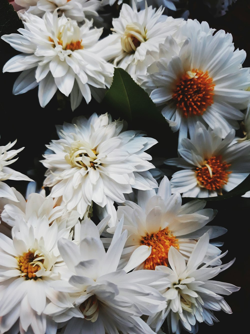 꽃이 만발한 흰 국화 꽃의 선택적 초점 사진