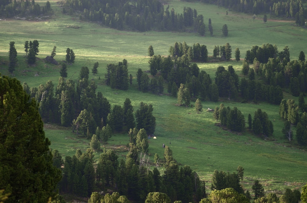 green field