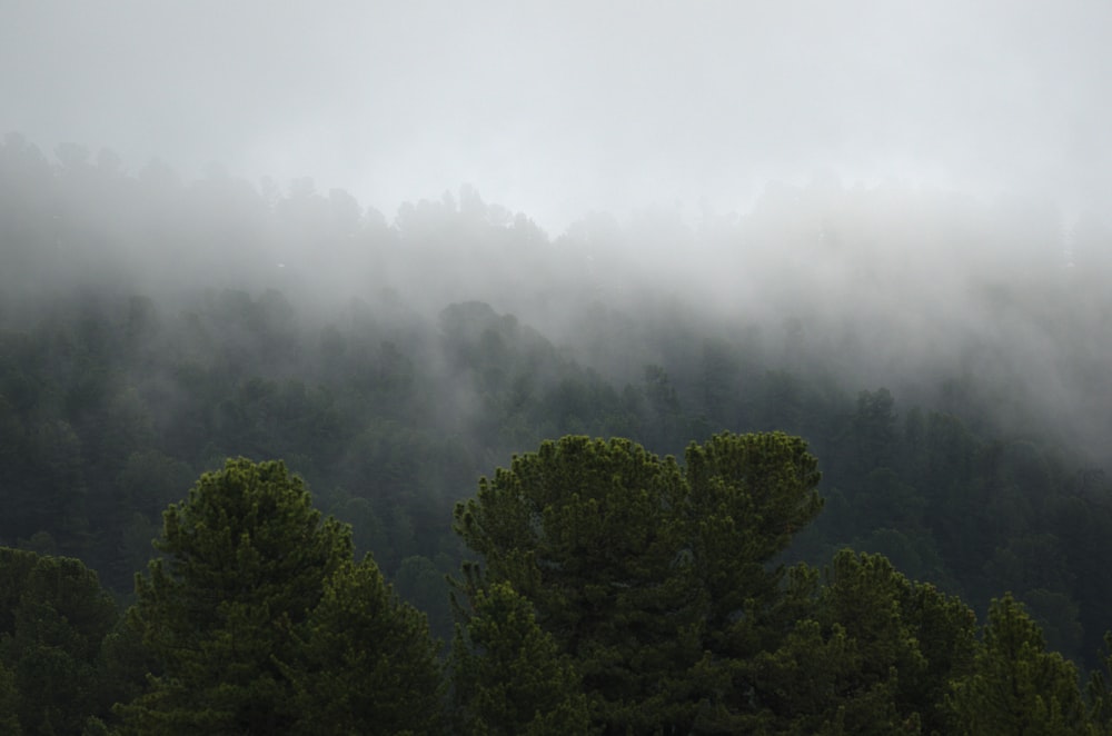 nevoeiro acima da floresta