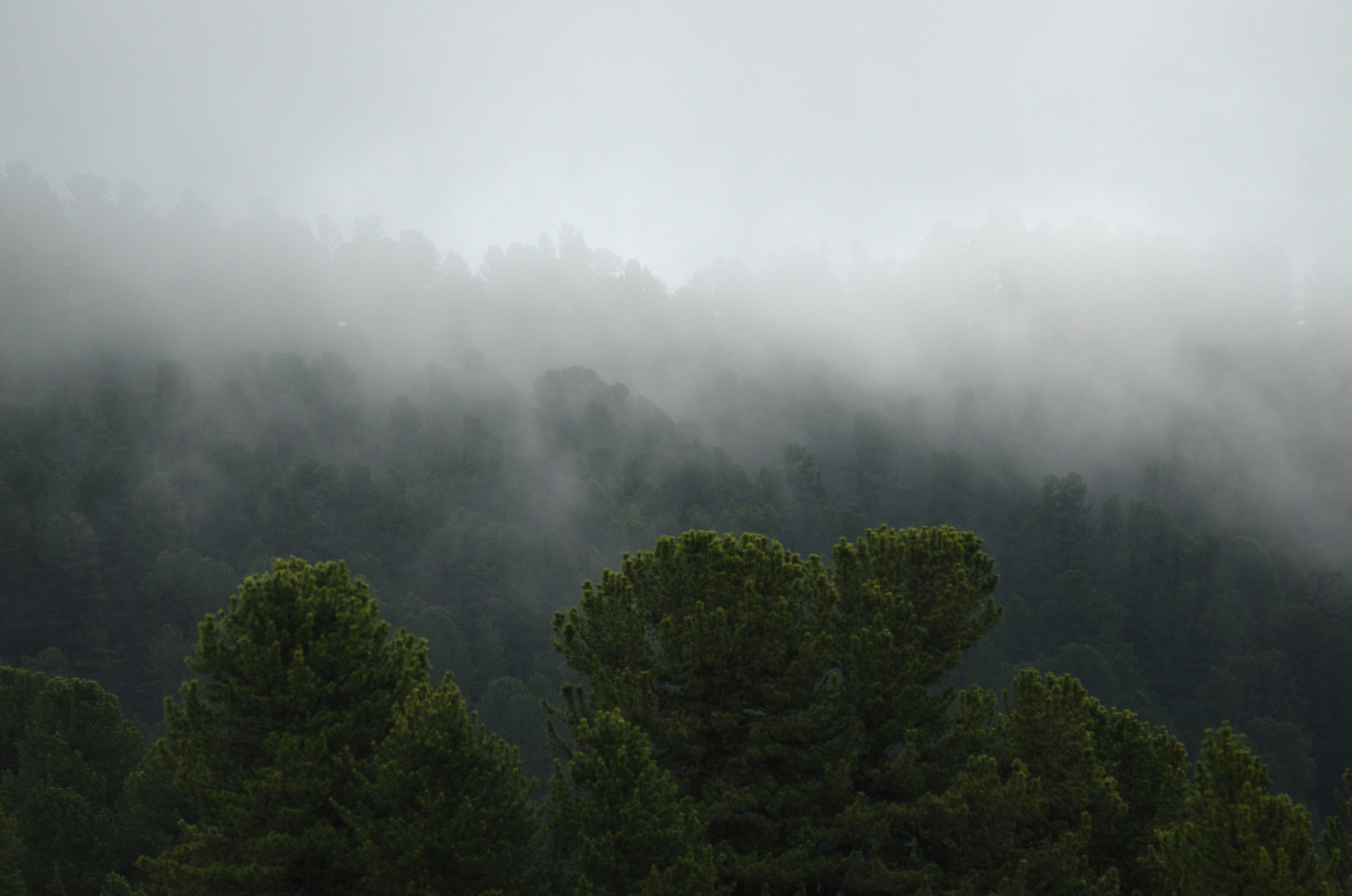 fog above forest