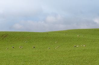 A serene landscape of rolling hills with grazing sheep.