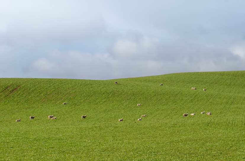 A serene landscape of rolling hills with grazing sheep.