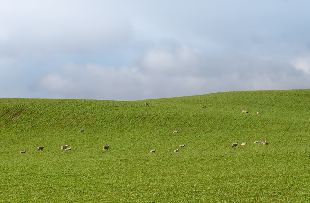 green field