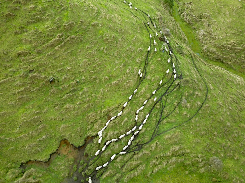 green moss in close-up photography