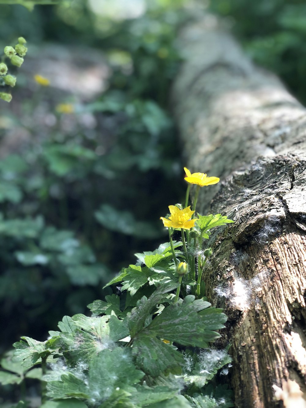 yellow-flowering plant grew beside wood log