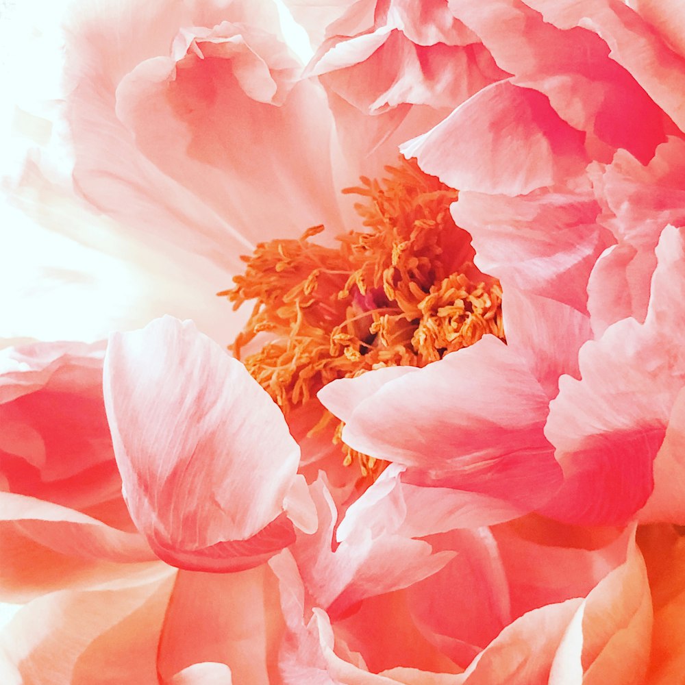 fleur d’hibiscus rose