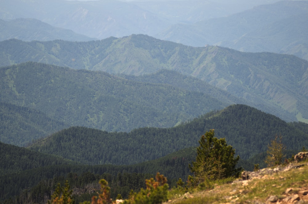 green leaf tree covered mountain