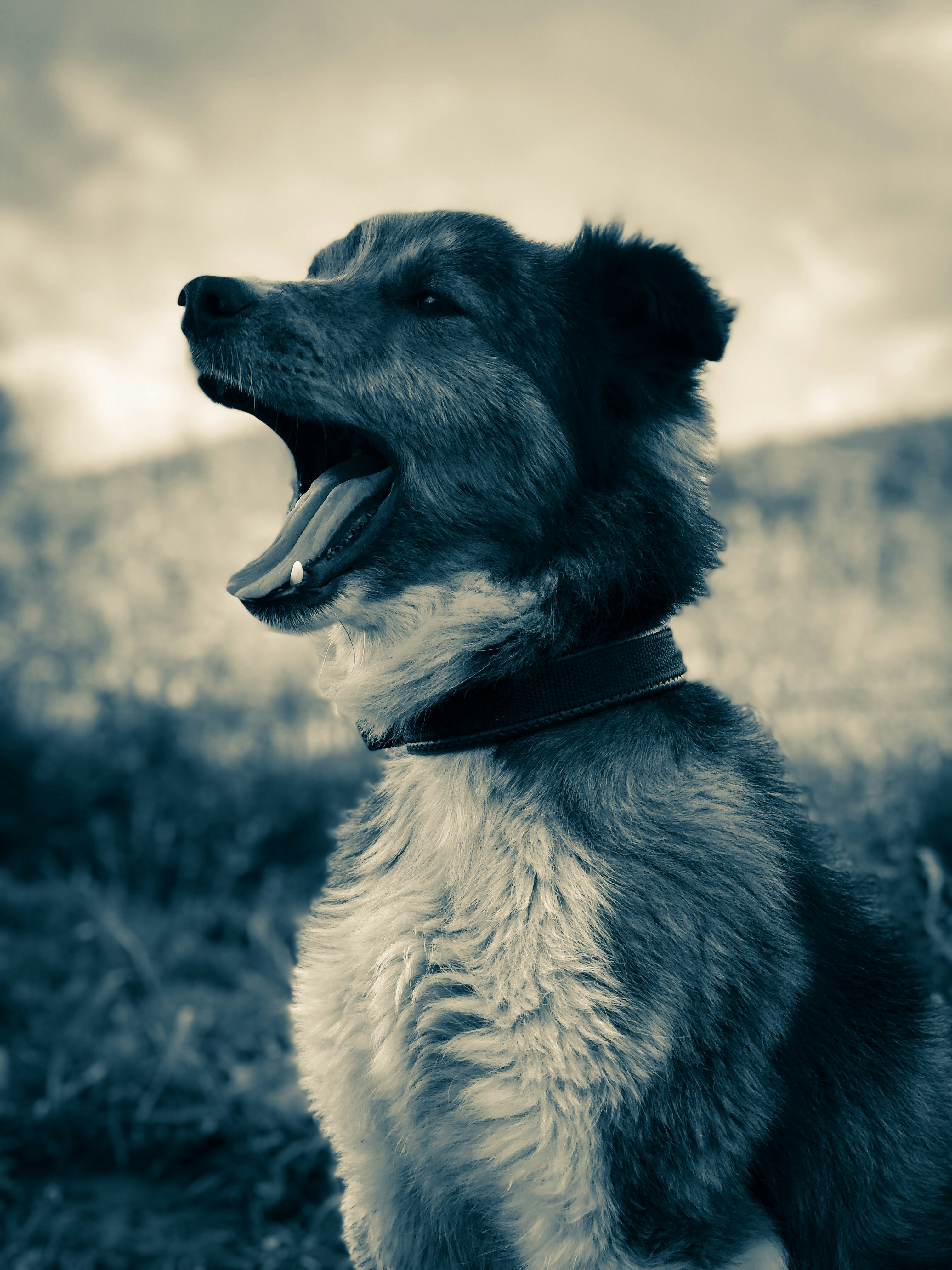 gray dog
