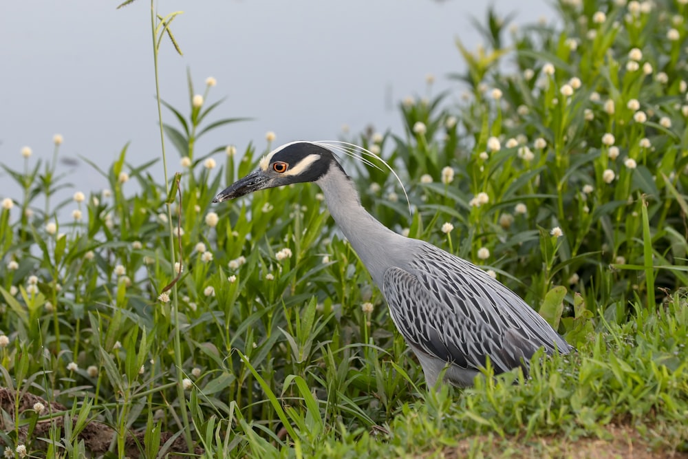 grey and black bird near white flowered hedges