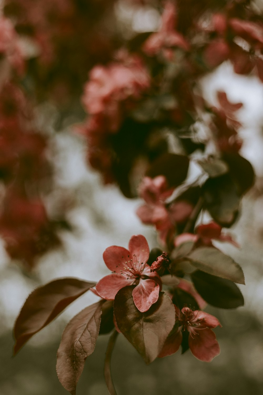 빨간 꽃잎이 달린 꽃의 초점 사진