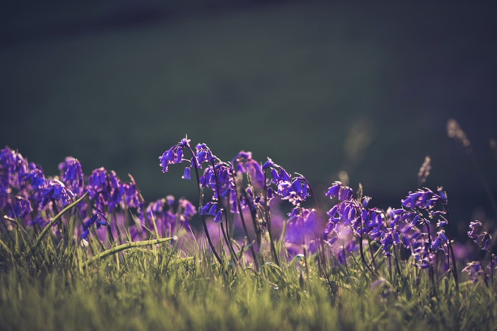 purple flowers blooming in the field