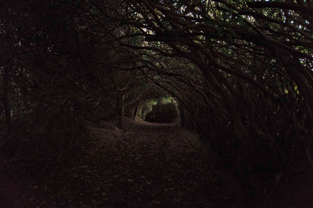 dirt trail covered by tree branches