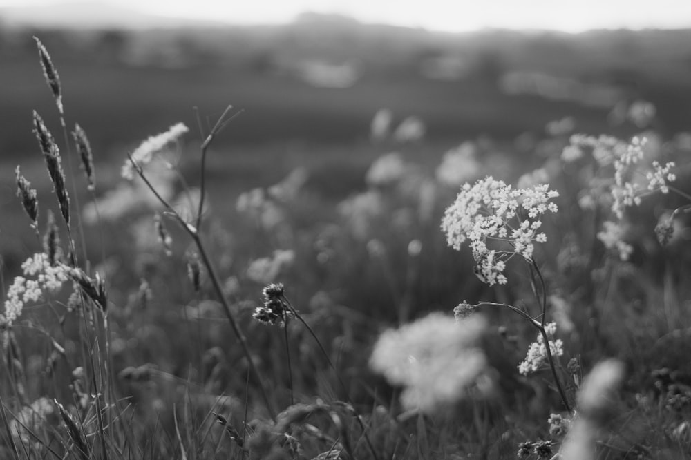 grayscale photo of flowers and grass