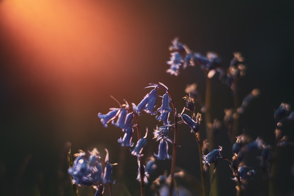 blue-petaled flowers