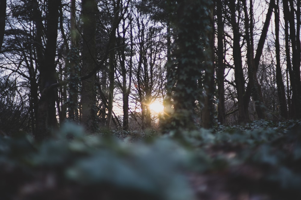 green trees