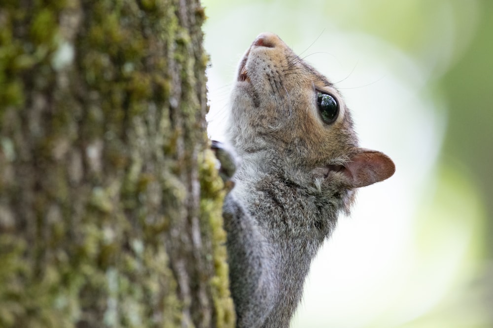 brown rodent