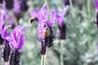Bees are interacting with vibrant purple lavender flowers, in a natural setting likely in a garden or field.