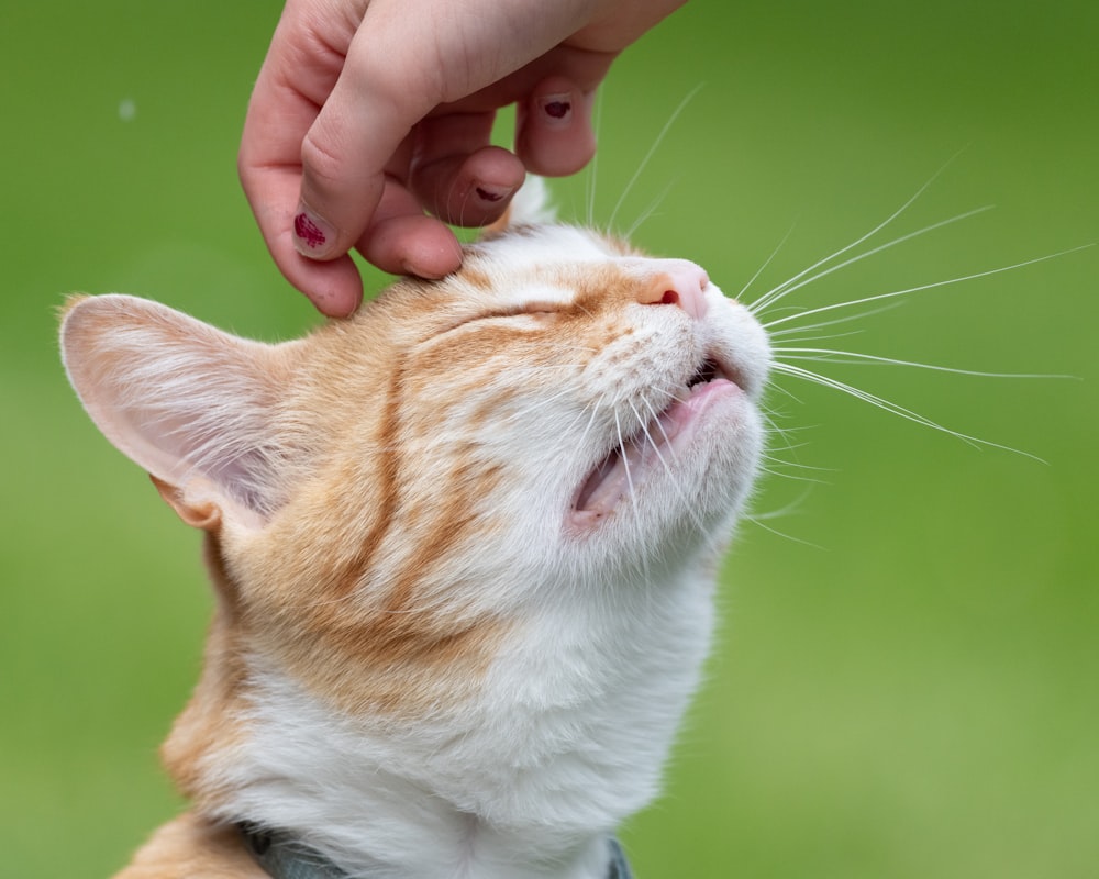 close-up photo of person holding orange tabby cat