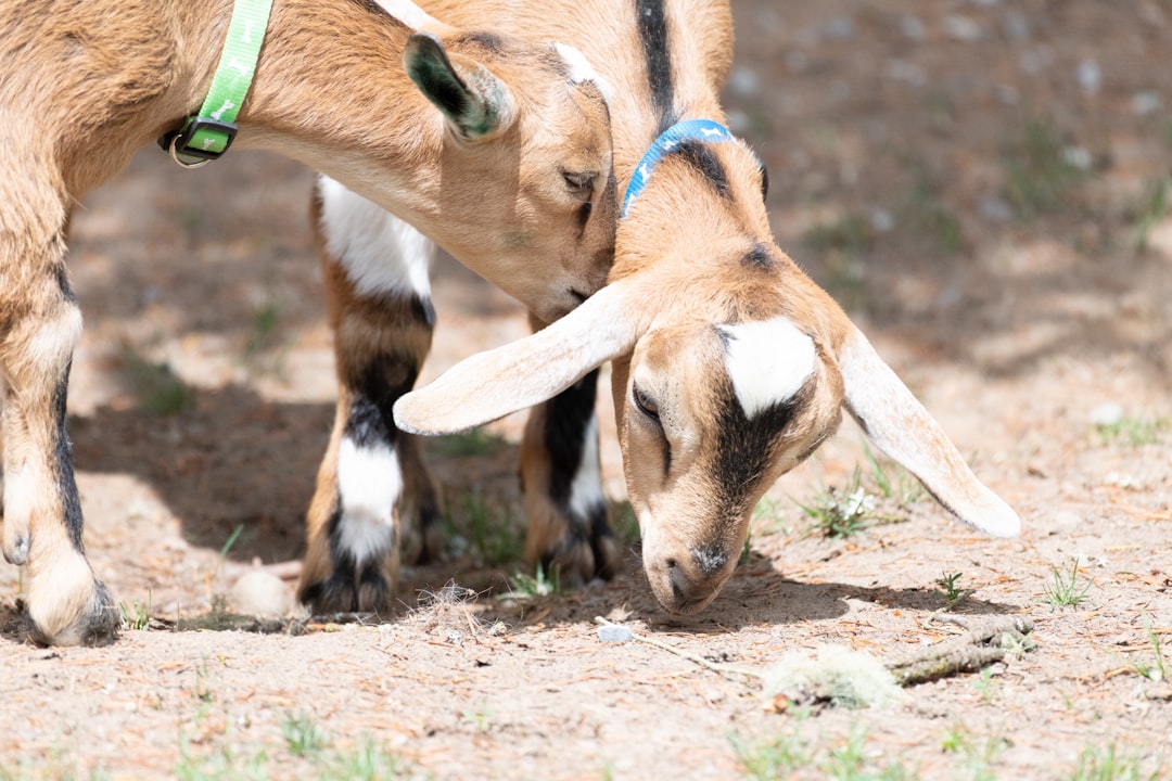 two brown goats,