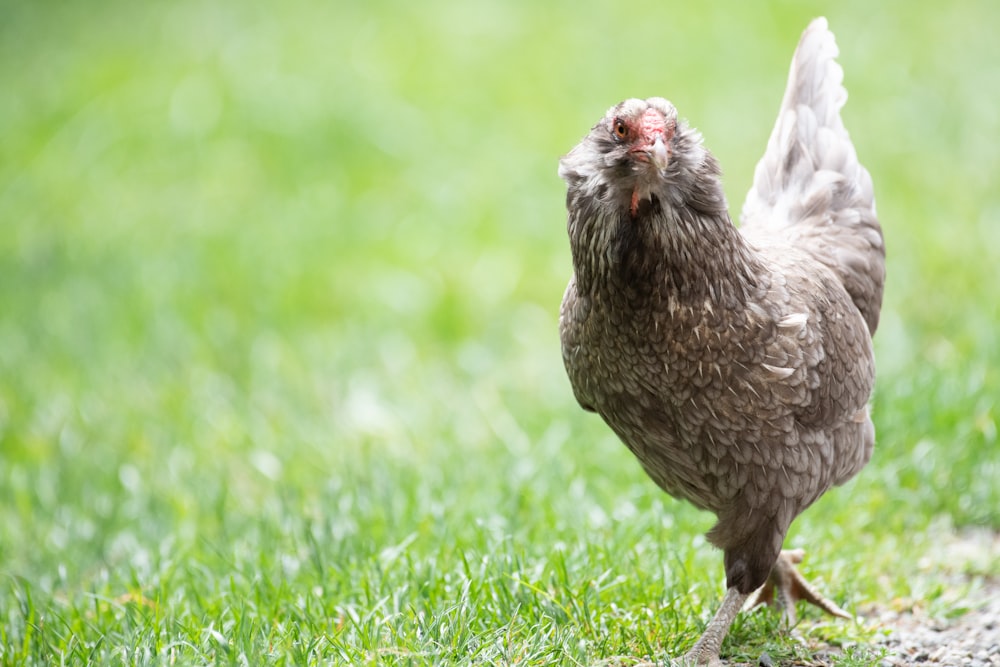 gallina marrone sul campo d'erba