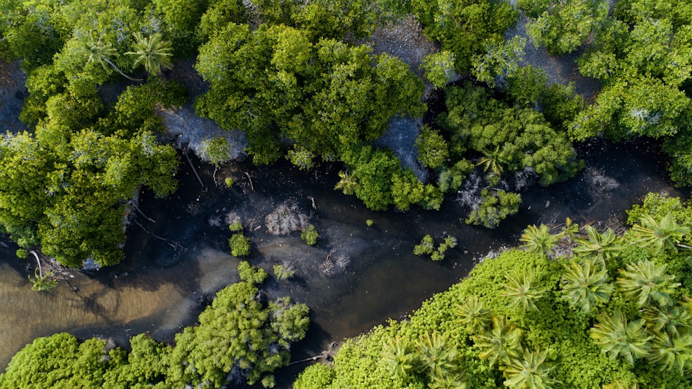 aerial photo of forest river during daytime