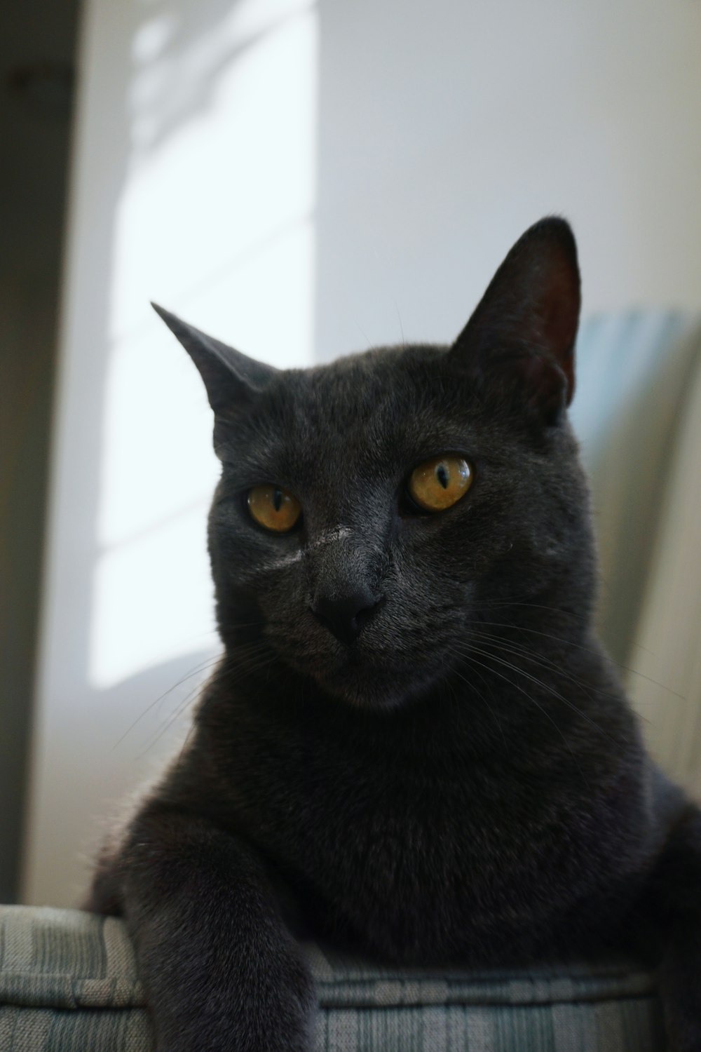 Russian blue cat