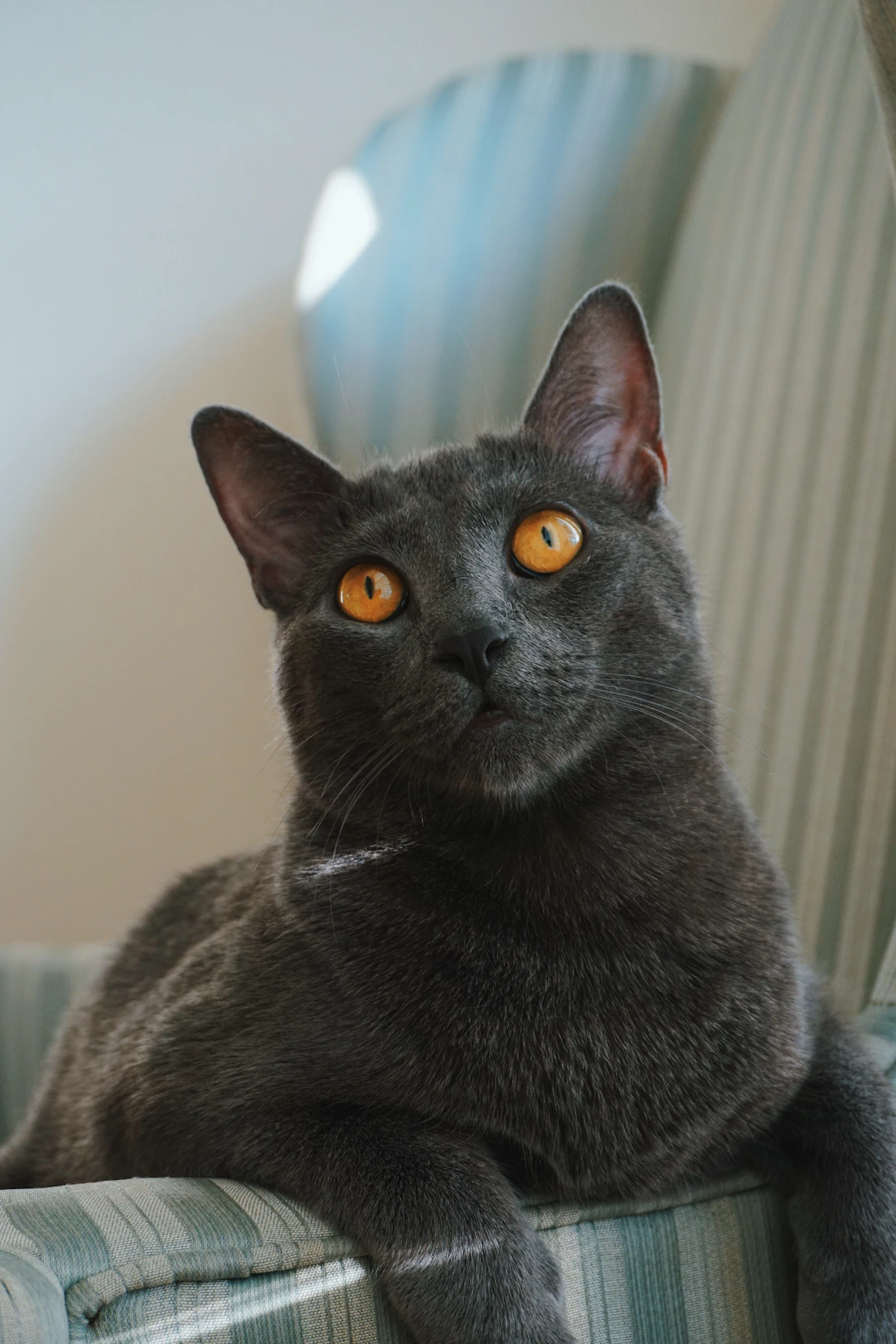 光を浴びるグレーの短毛猫