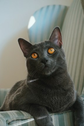 A gray cat with bright orange eyes is sitting on a striped fabric chair. The cat has an alert and curious expression, with its ears perked up and head slightly tilted. Soft natural light illuminates the cat's fur, adding a gentle highlight.